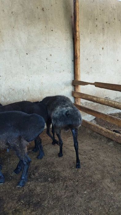 Qurbonlik uchun qoʻylar