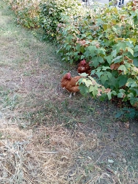 Продам курей несушек