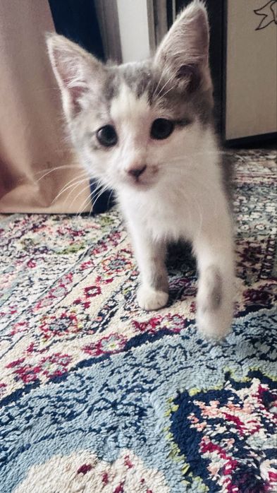 Отдам котенка мальчик бесплатно