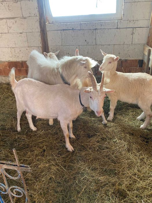 Vand capre foarte bune