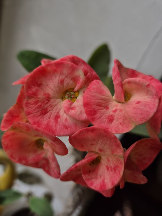 Фикусы молочай Хлорофитум питахайя агламены