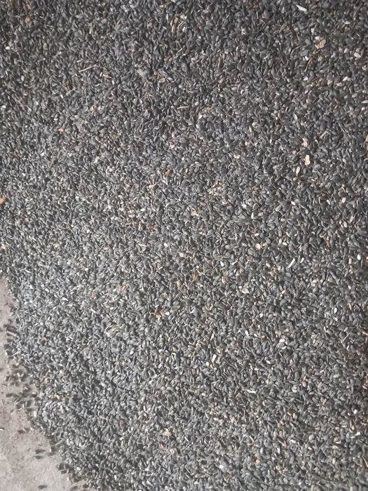 Vand floarea soarelui, grau de toamna si orzoaica de primavara