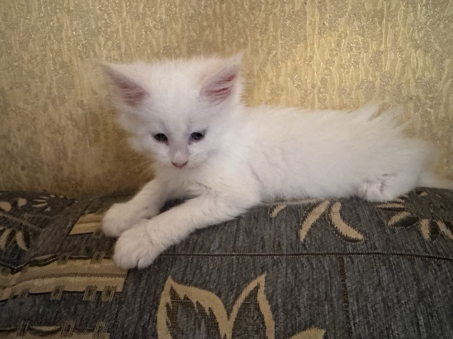 Mushuk bolasi sotiladi maine coon