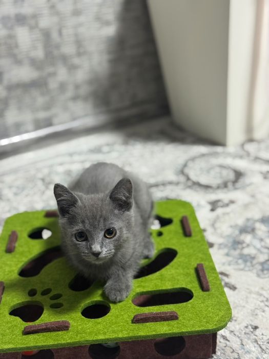 Британский короткошерстный котенок