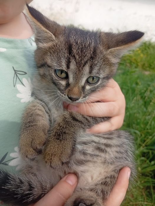 Отдам котят в добрые руки