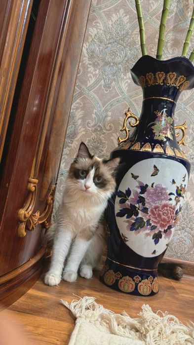 Продажа кошки рэгдолл