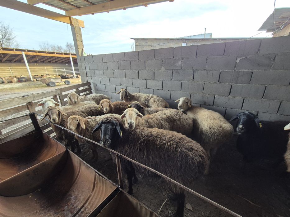 Саулық қойлар сатылады