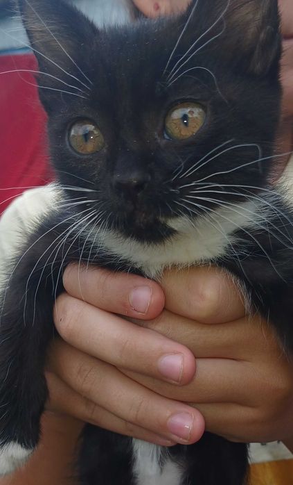 Котенок в добрые руки