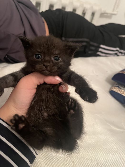 Два котенка  бесплатно