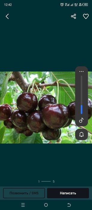 Shanpan gelos melitapol  sorti 12 ta viloyatga dastafkamiz bor