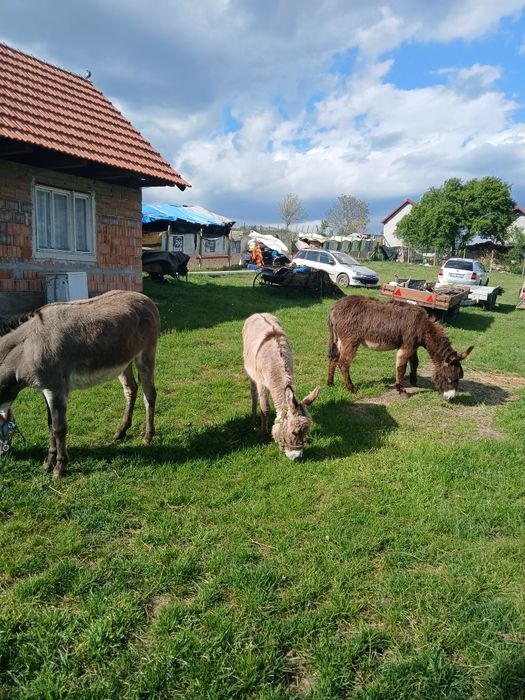 De vinzare 2 magarețe si un magar