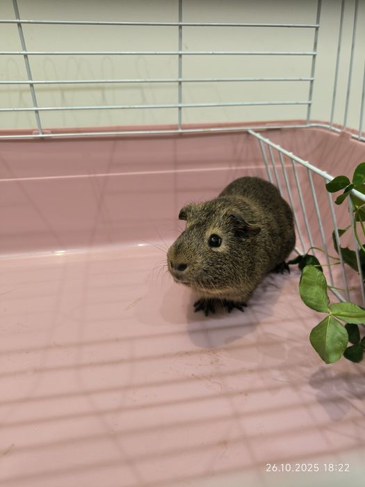 Морская свинка, мальчик