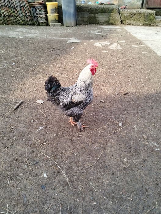 Oua de incubat de la găini tradiționale de casa