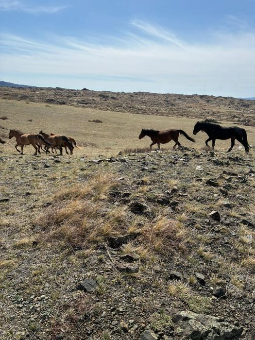 Кобыла, буаз бие
