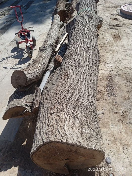 Tut  daraxti tonka yaxshi