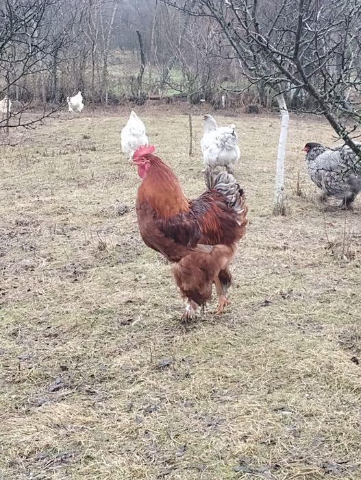 Cocoși metis brahma talie mare