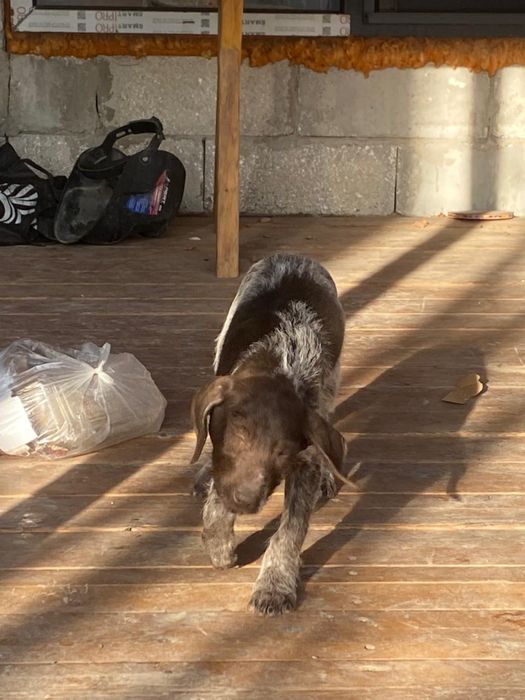 Пропал щенок, храмой, дратхар, пегий