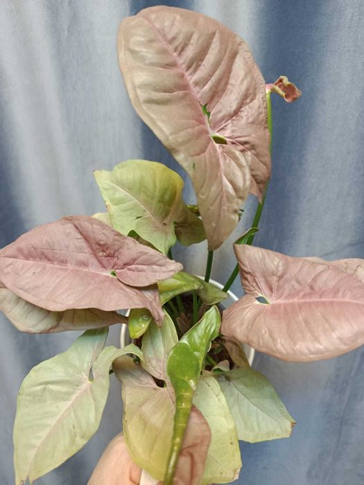 Сингониум Пинк в горшке с грунтом