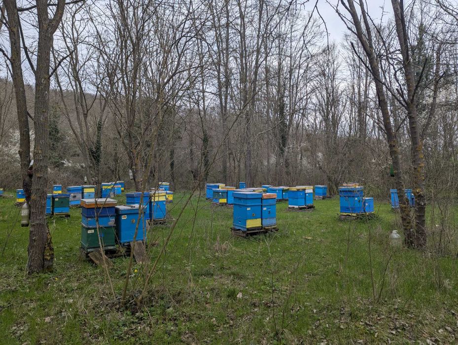 Продава се пчелин