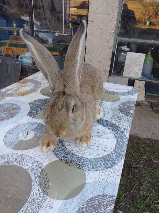 Зайци жълти и белгийски великани