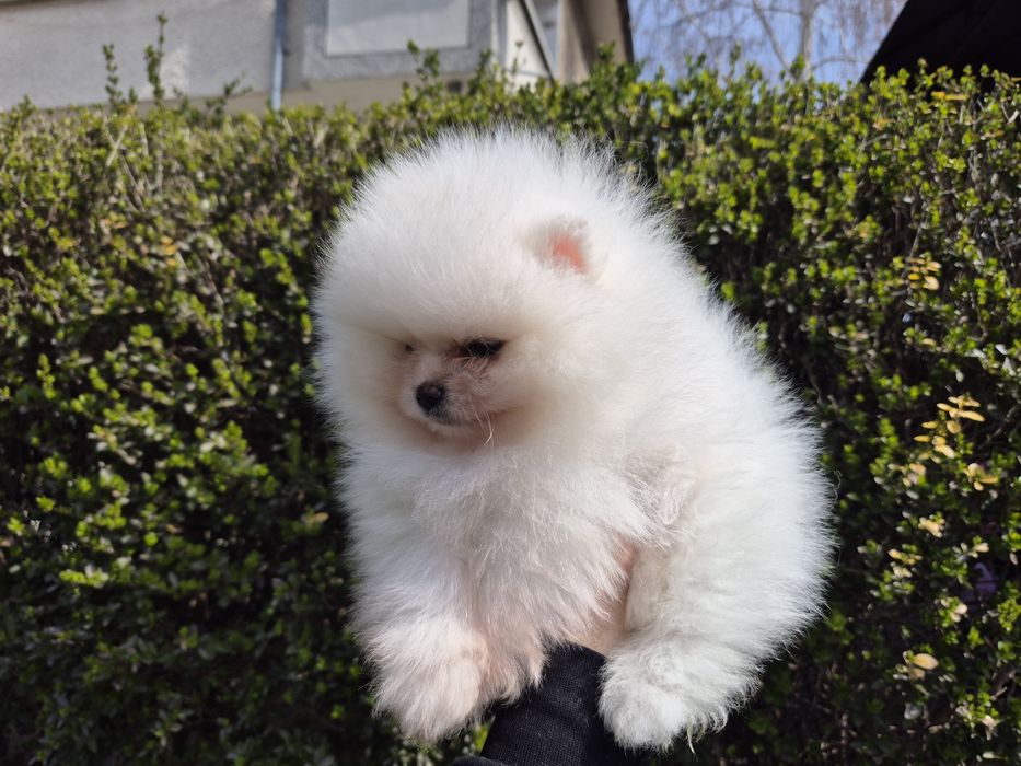 Померан бяло момче