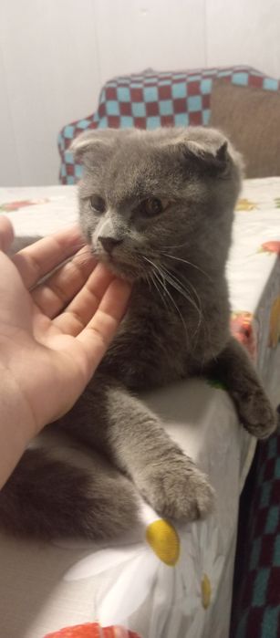 Mudhu sotladi scottish fold