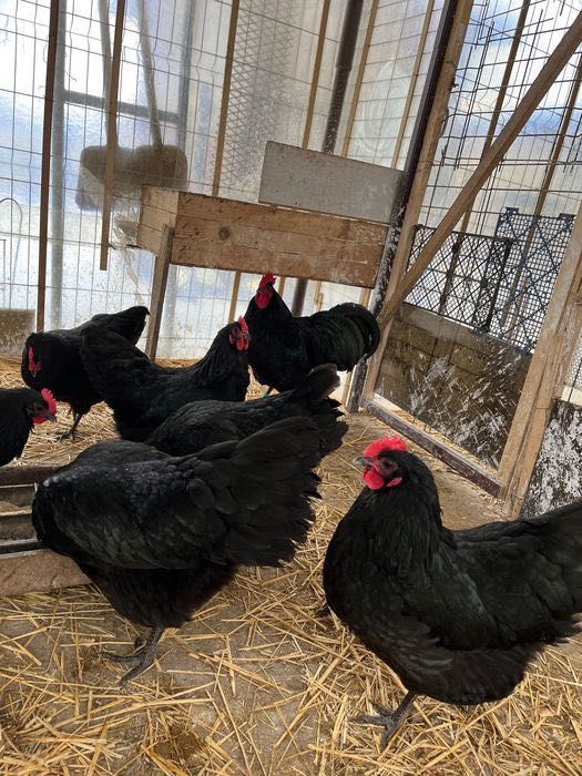 Ouă incubat australorp negru