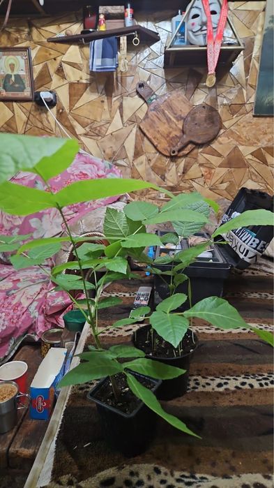 Саженцы грецкого ореха