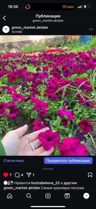 Петуни разных цветов.