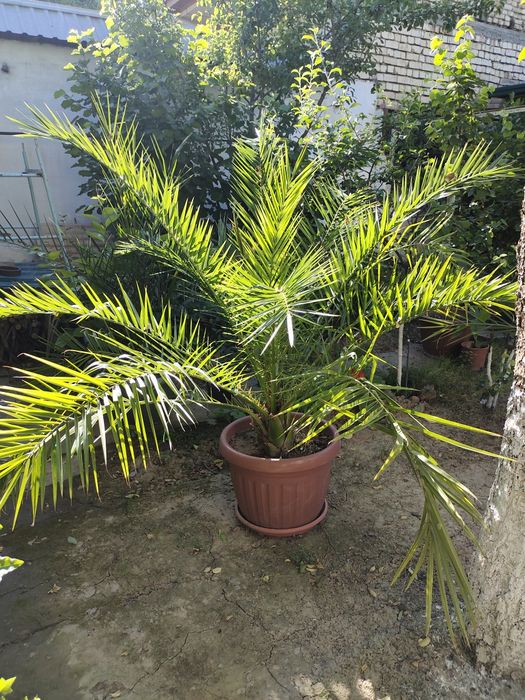 Комнатные цветы разных размеров,для дома,офиса,зимнего сада, магазина.