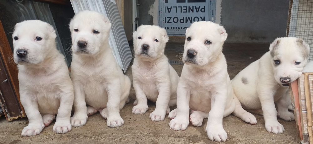 Продаются щенки Алабая