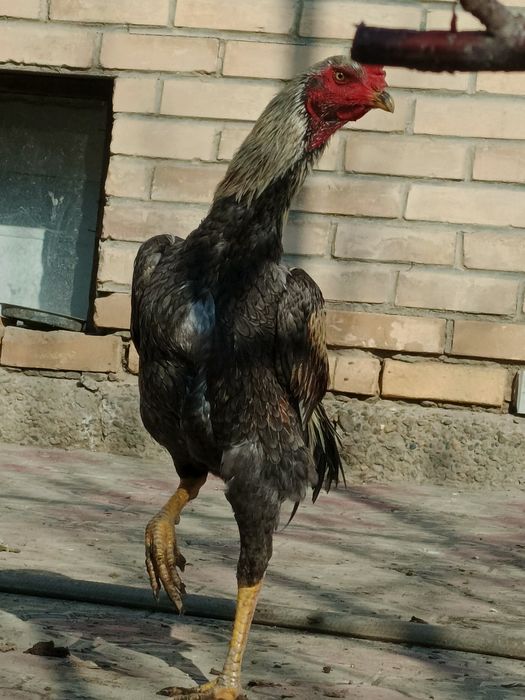 Dakan xo'roz sotiladi