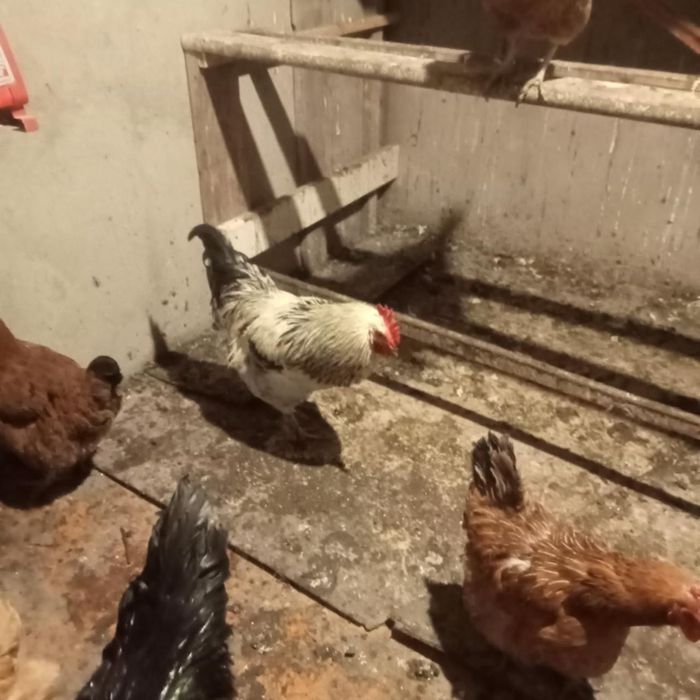 Обменяю петуховв