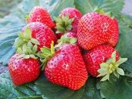 Stolonii de capsuni FRIGO pot fi plantati pana in luna august!