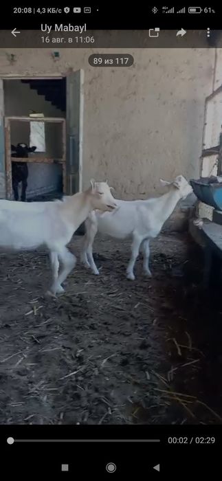 Эчки боллари сотилади ёзда тугилган 2 дона така ишлаши зўр