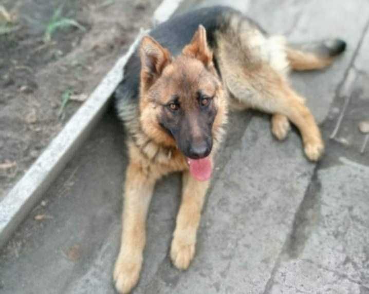 Потерялись породистые собаки