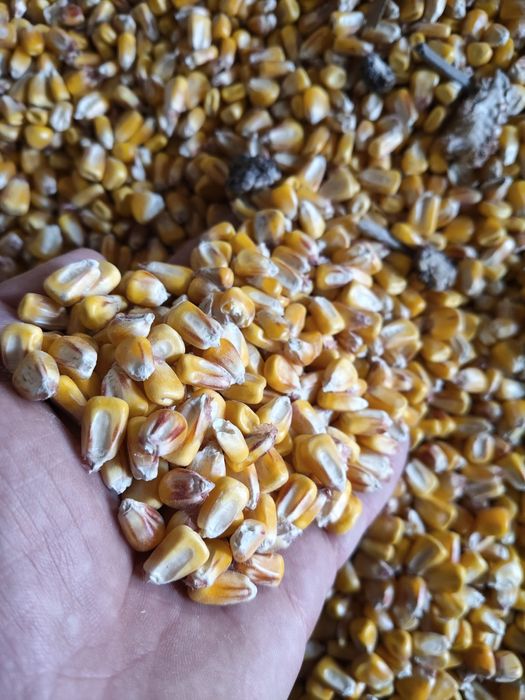 Porumb din anul 2025