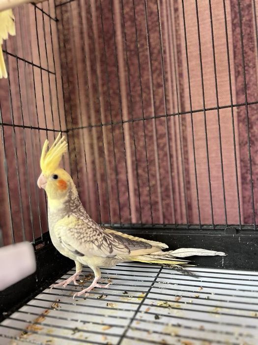 Домашний две попугай друзя