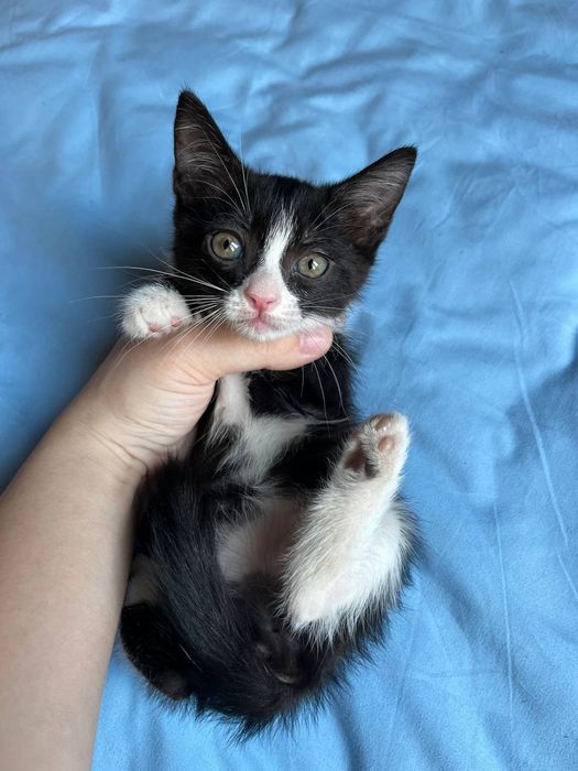 Котята бесплатно