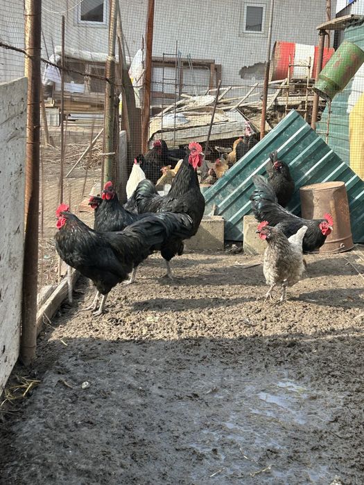 Петухи продам на племя