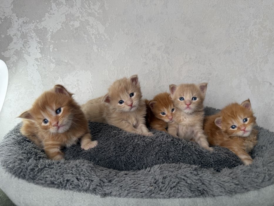 Котята Мейн кун бронь