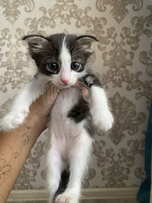 1-месячные котята в добрые руки