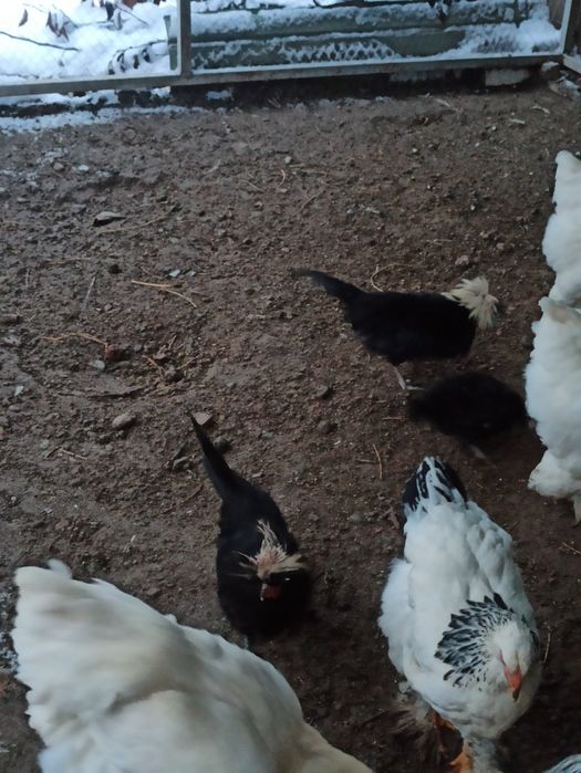 Есть 6 бройлер кур