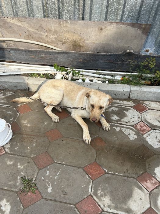 Продам щенок лабрадор