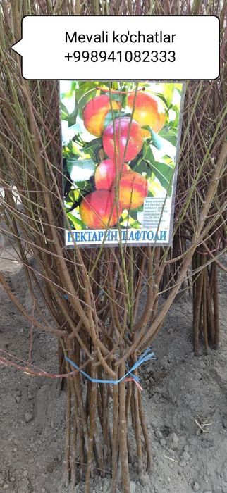 Мевали кучатлар [Саженцы фруктов]