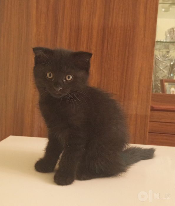 Очаровательнаые котята