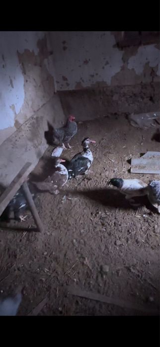 Брама  Индаутка.  Цесарка.