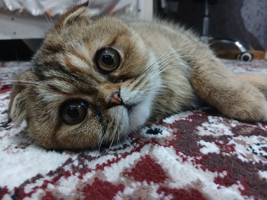 Кошка вислоухая МИЛКА