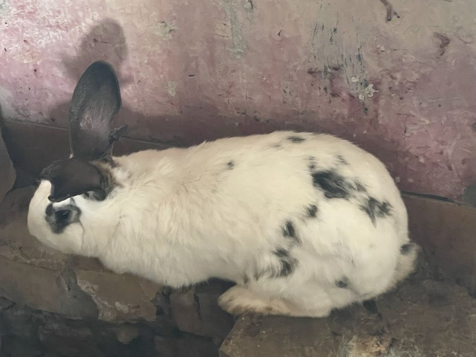 Қоян таза ауру емес