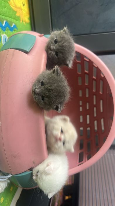 Продаются котята фолды